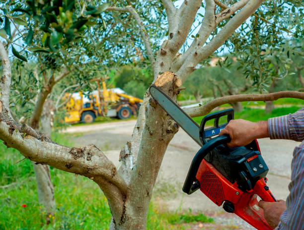 Best Tree Disease Treatment  in Fairfax, SC